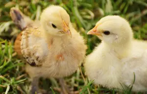 Backup Power System for a Chicken Farm